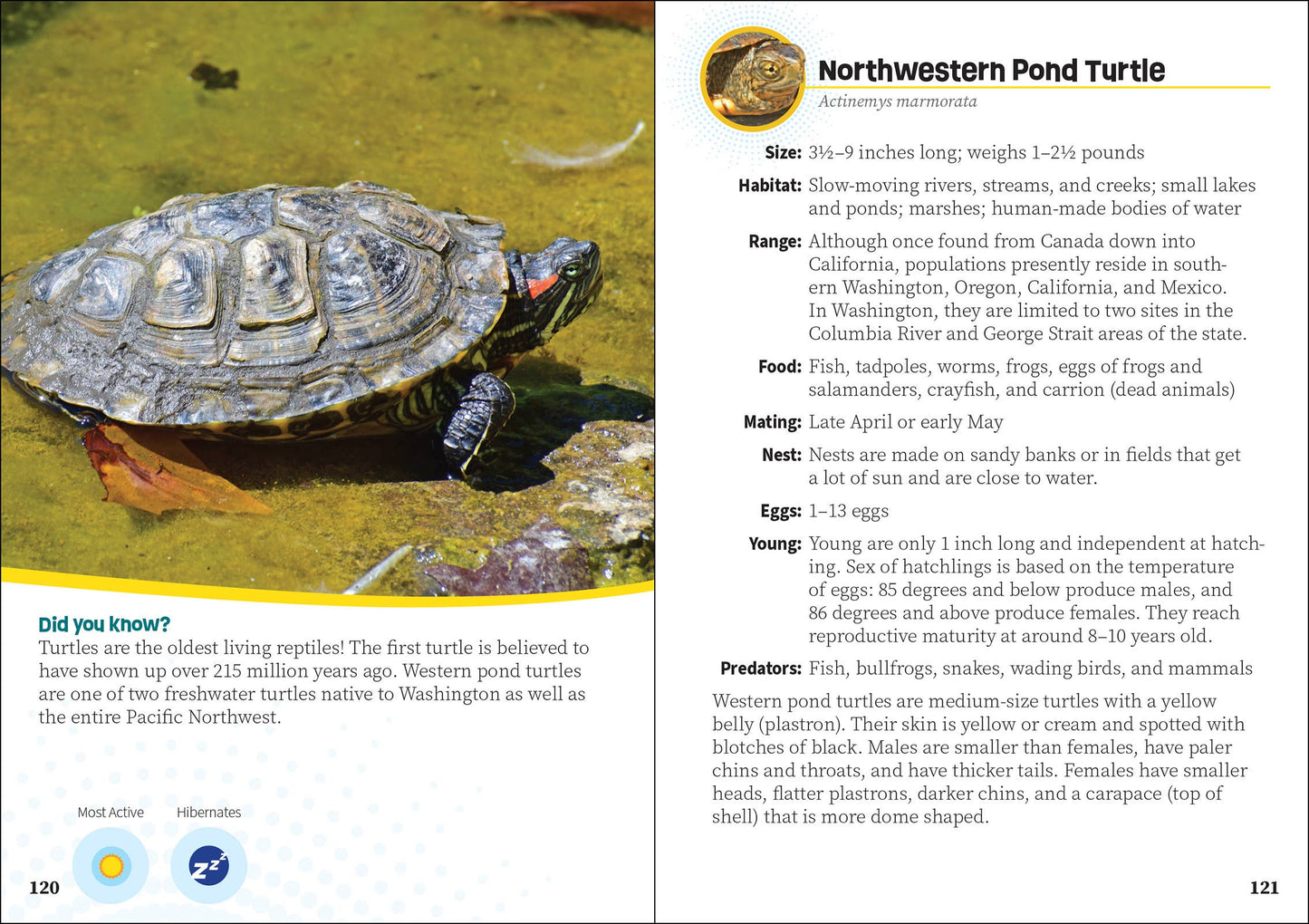Critters of Washington