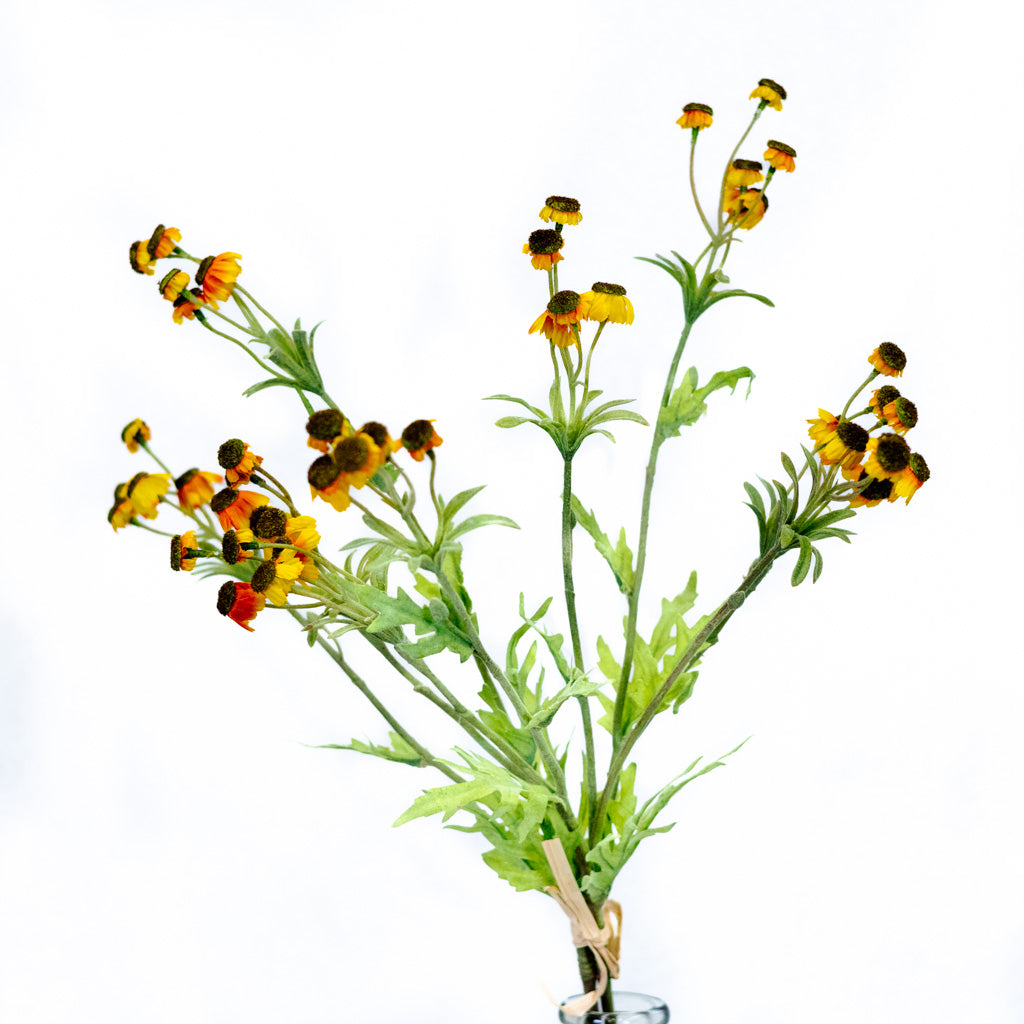 Black Eyed Yellow Susan Bundle