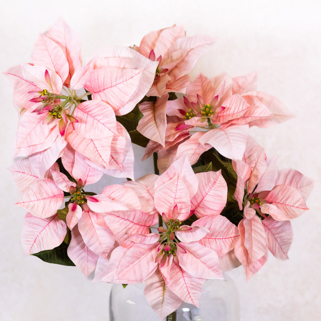 Pink Poinsettia Bush Weather Resistant