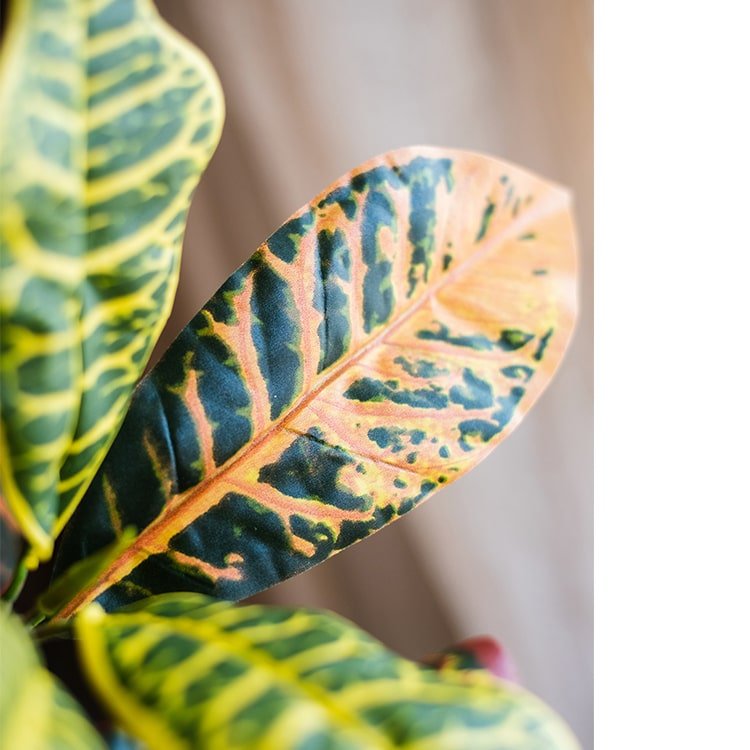 Large Leaf Artificial Croton Tree In Pot — artificial botanical decor for low maintenance greenery seasonal gift idea