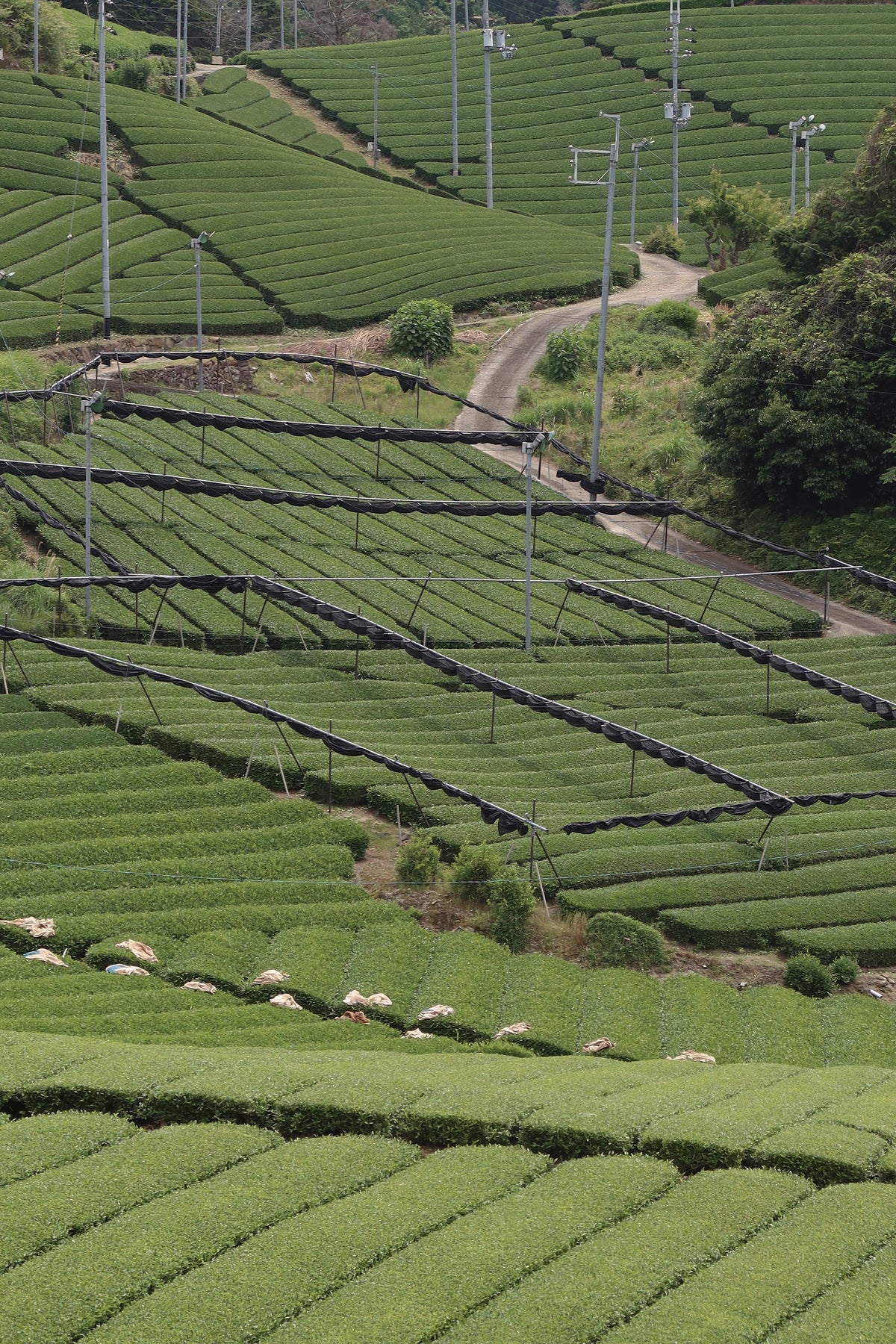 Samidori Single Cultivar Matcha