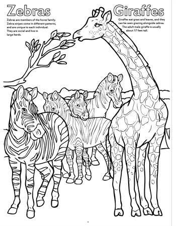 Zoo Animals Really Big Coloring Books 12"x18"
