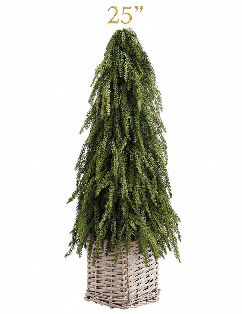 Cypress Cone Topiary in Basket , 2 Size Options