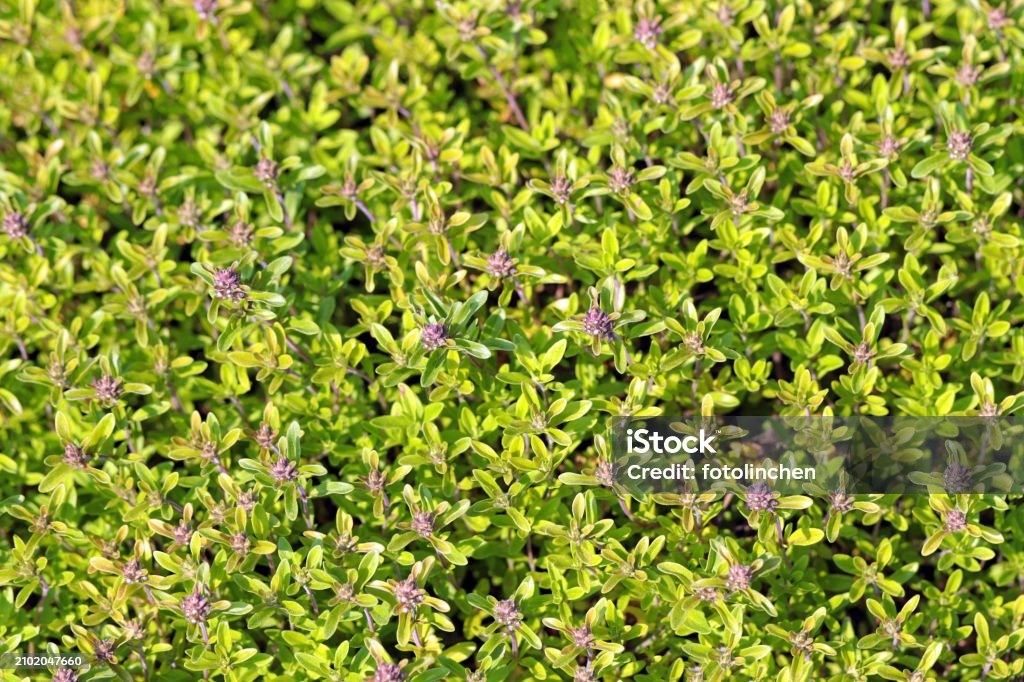 Morning Mist Lemon Thyme Essential Oil