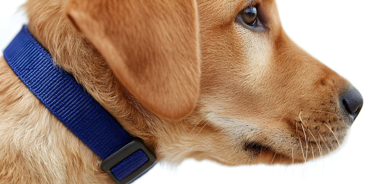 Pet Collars & Leashes