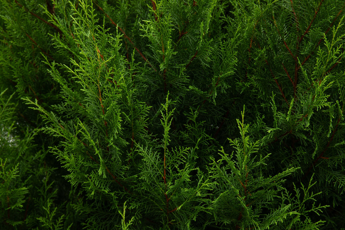 Artificial Cedar Trees and Plants