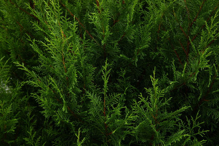 Artificial Cedar Trees and Plants