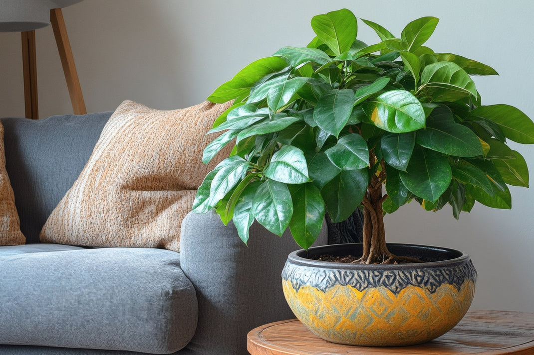 Artificial Fiddle Leaf Fig Trees