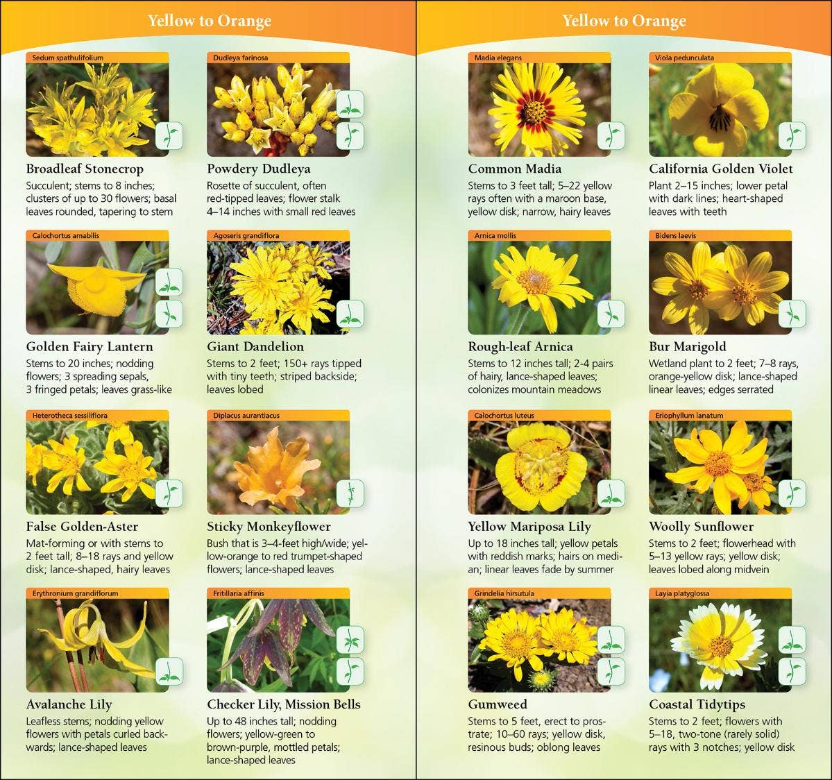 Wildflowers of Pacific Northwest Quick Guide