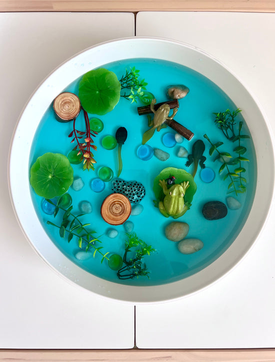 Pond Life Cycle Sensory Kit And Water Play