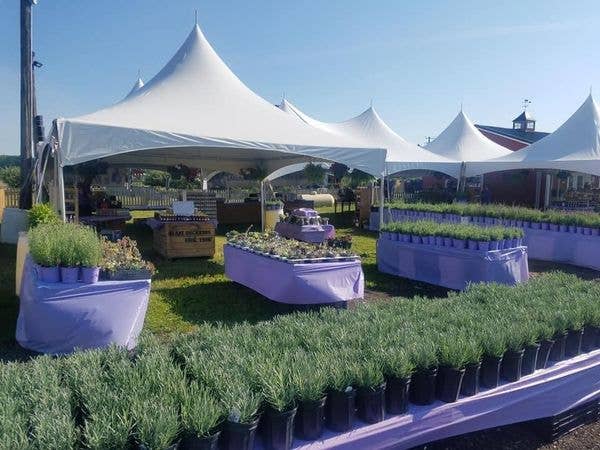 DEER CAMP® Coffee Purple Blossoms Lavender Light1 lb. Ground