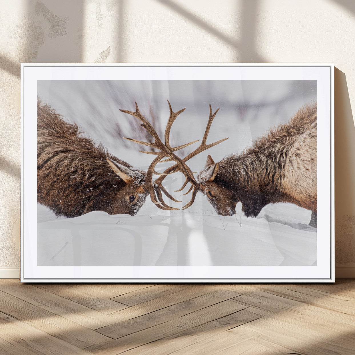 Dramatic Elk Antler Battle Wall Art Canvas Print – elk