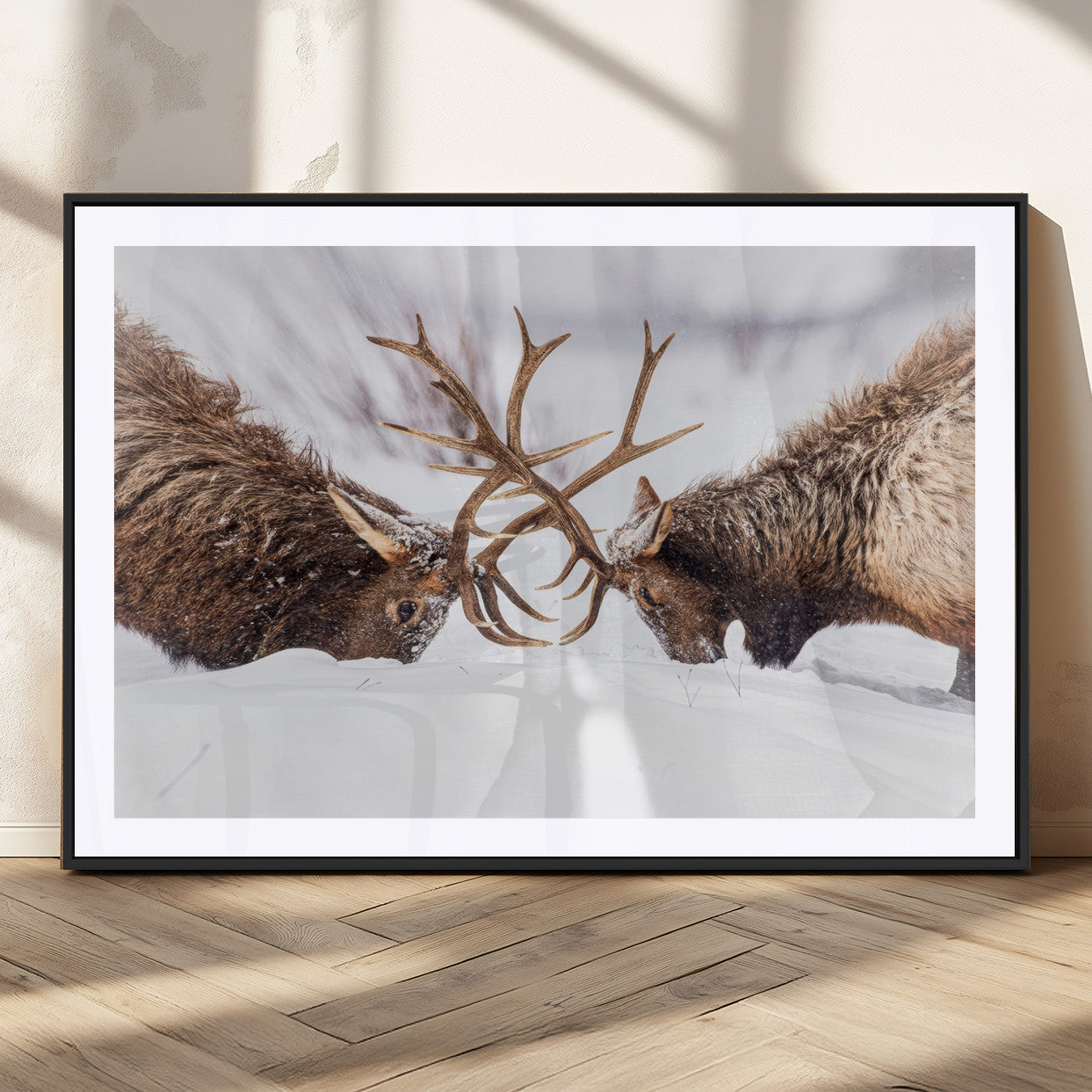 Dramatic Elk Antler Battle Wall Art Canvas Print – elk