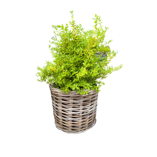 Rattan Planter Baskets