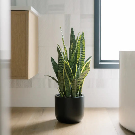 30" Artificial Snake Plants in Black Pots Set of 2