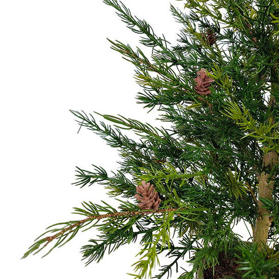 3' Pine Tree