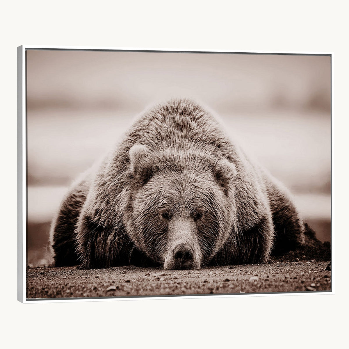 Grizzly Bear Wall Art Print - Bear Canvas Wall Art - Rustic