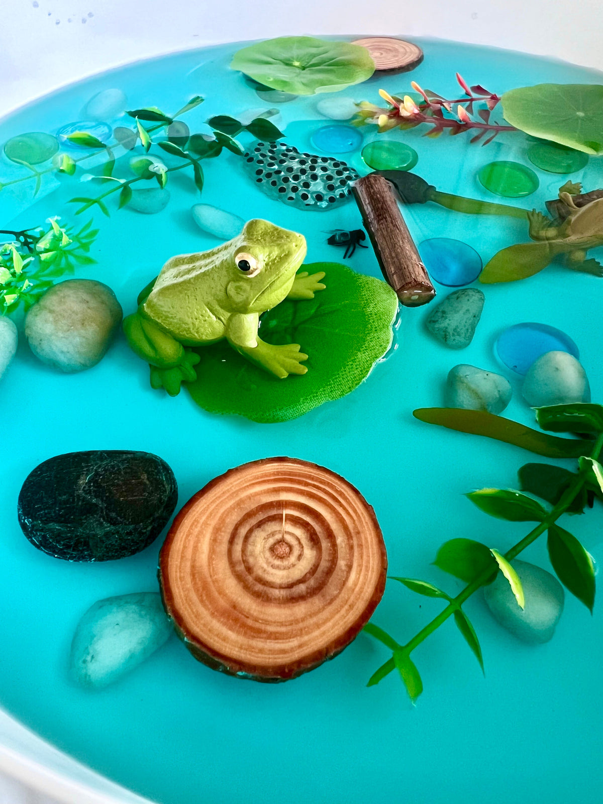 Pond Life Cycle Sensory Kit And Water Play