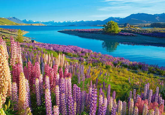 500 Piece Jigsaw Puzzle, Lake Tekapo, New Zealand, Mackenzie Region, Flower puzzle, Vibrant natural beauty, Adult Puzzle, Castorland B-53896