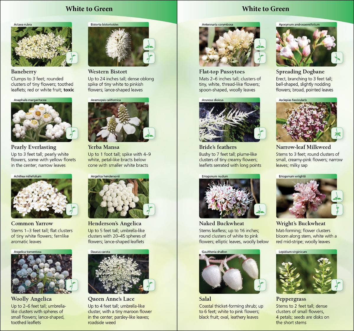 Wildflowers of Pacific Northwest Quick Guide