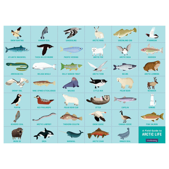 Search and Find Arctic Life Picturesque Puzzle