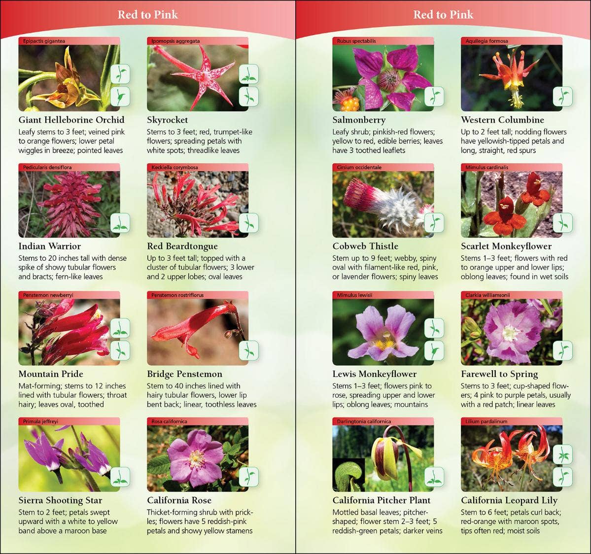 Wildflowers of Pacific Northwest Quick Guide