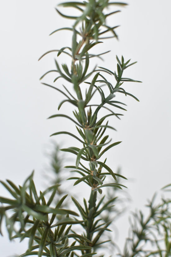 24" Faux Rosemary Bush