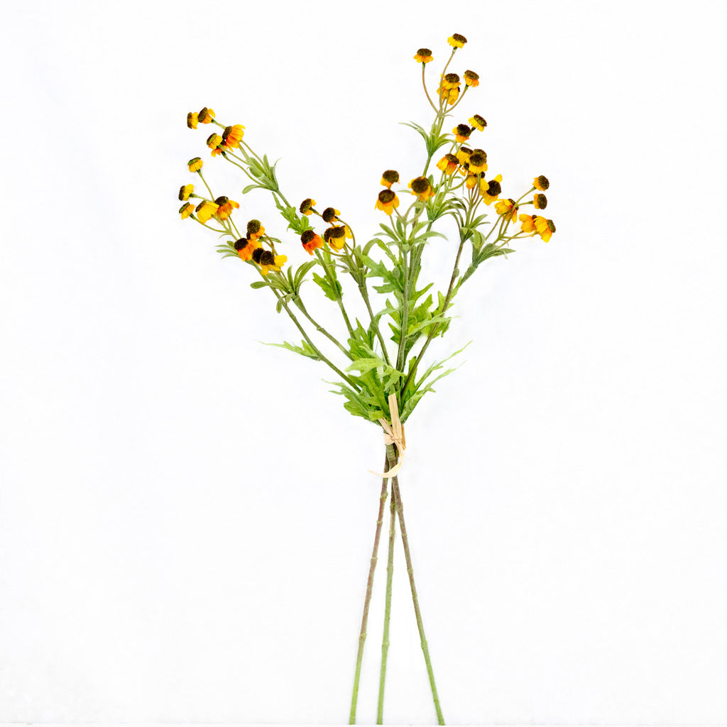 Black Eyed Yellow Susan Bundle