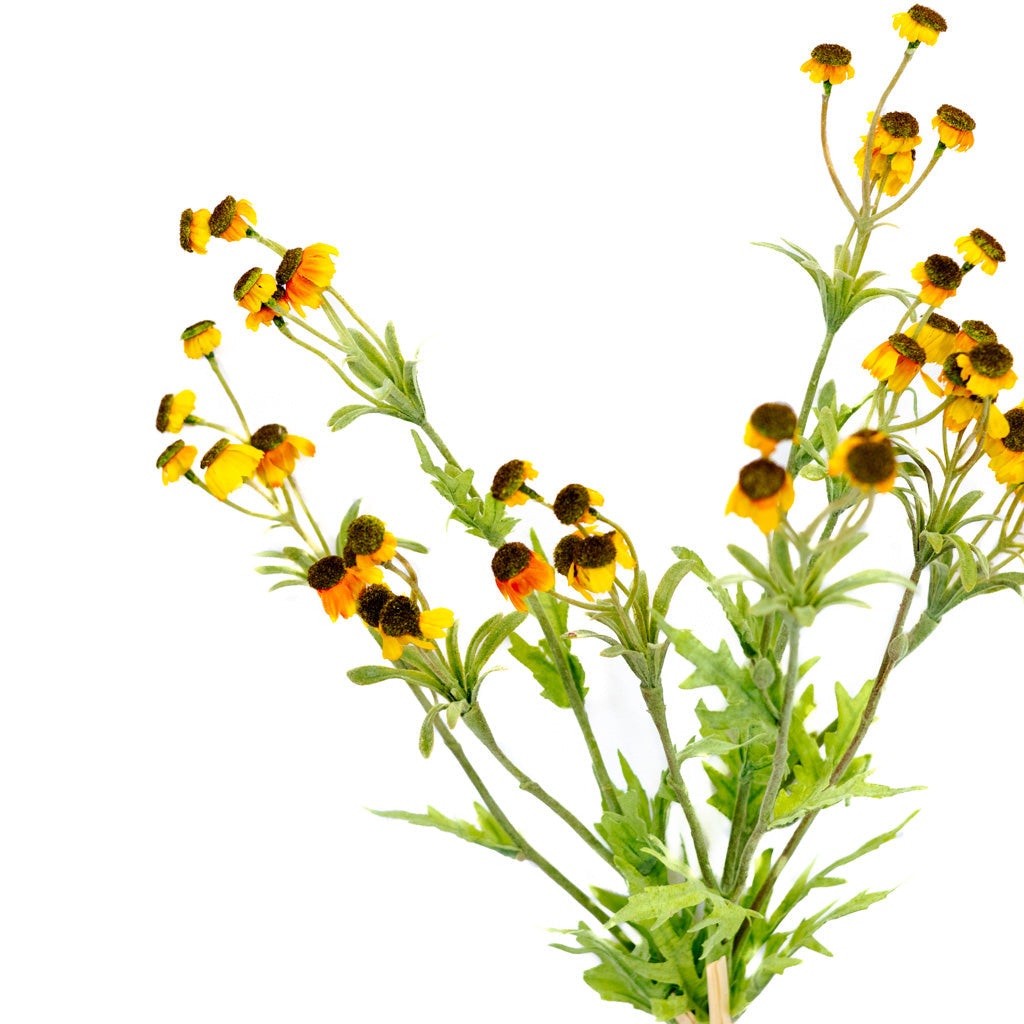Black Eyed Yellow Susan Bundle