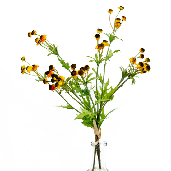Black Eyed Yellow Susan Bundle