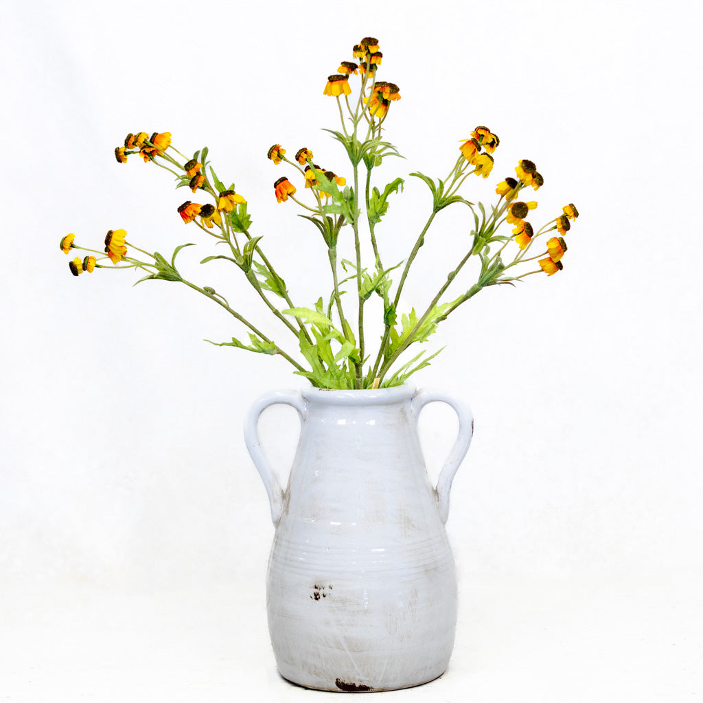 Black Eyed Yellow Susan Bundle