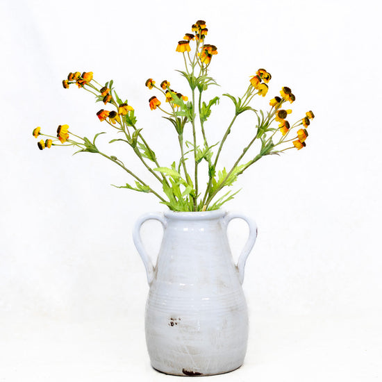 Black Eyed Yellow Susan Bundle