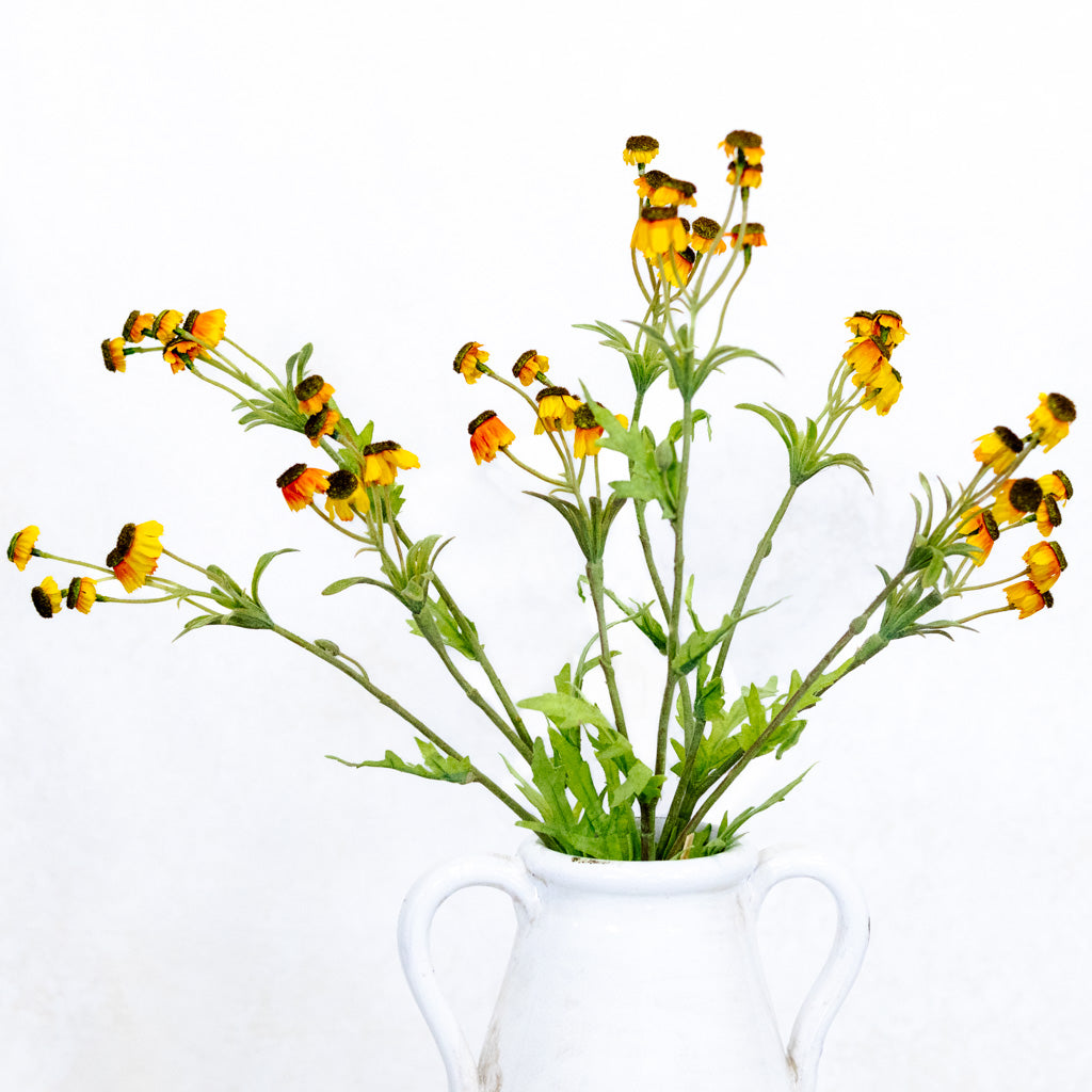 Black Eyed Yellow Susan Bundle