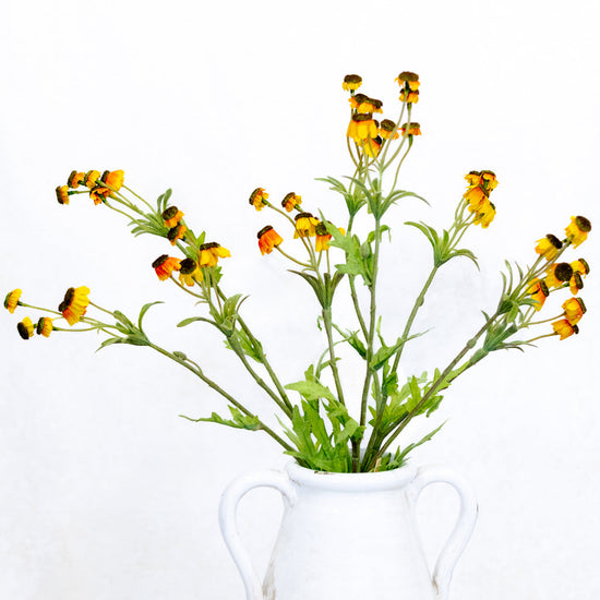 Black Eyed Yellow Susan Bundle