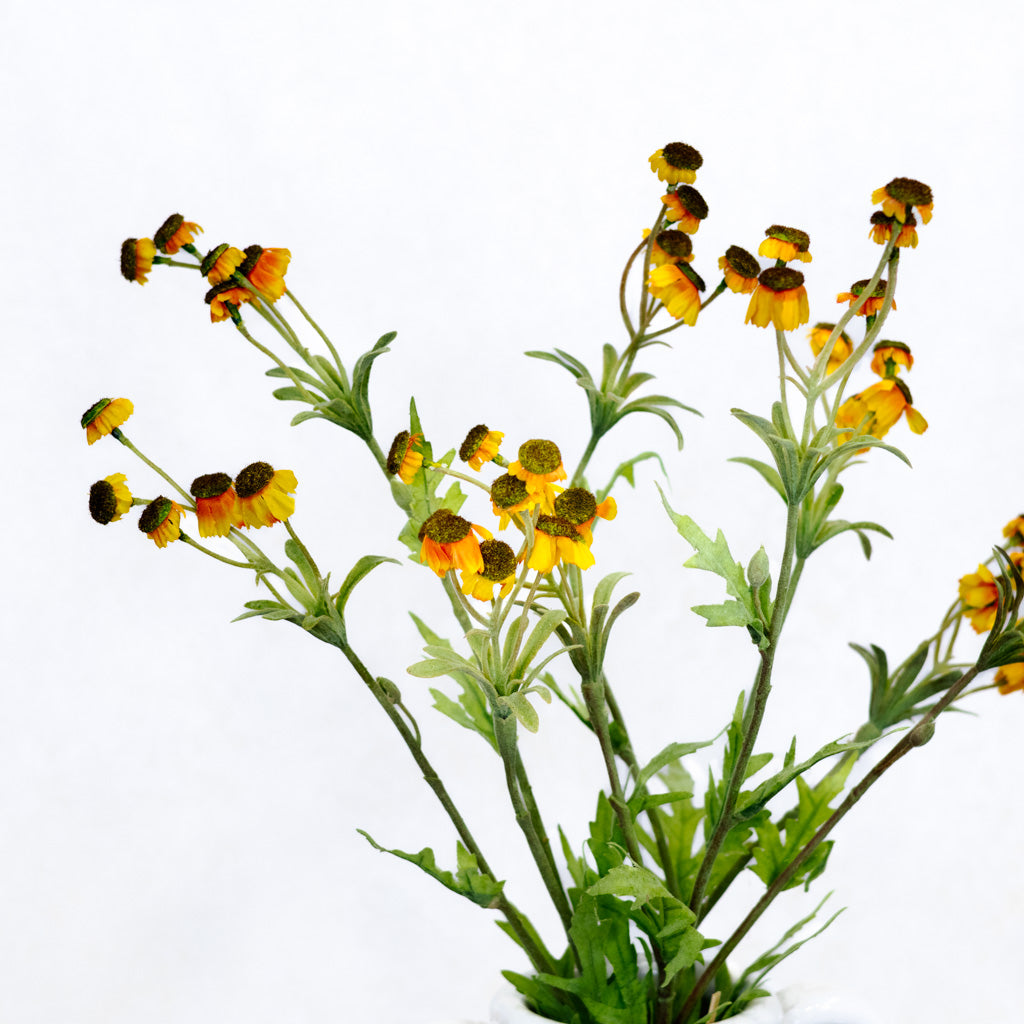 Black Eyed Yellow Susan Bundle
