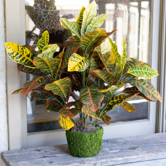 Croton Moss Pot Planter Drop In