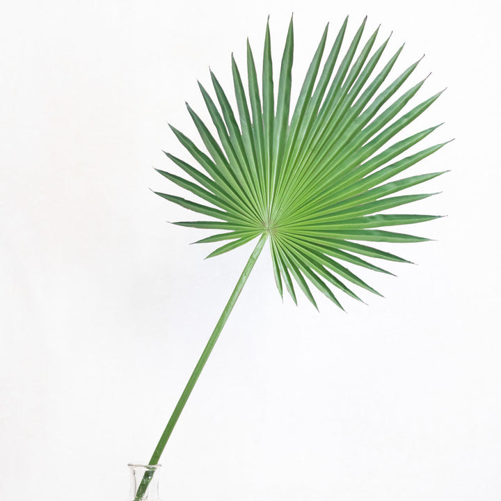 "Fan Palm Spray 44\"L"