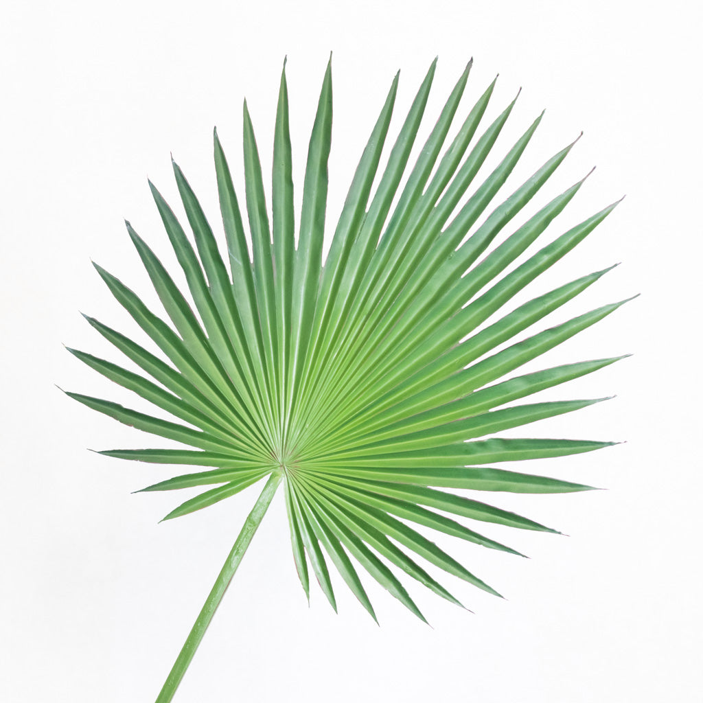 Fan Palm Spray 44"L