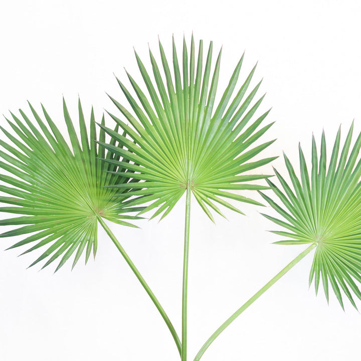 "Fan Palm Spray 44\"L"