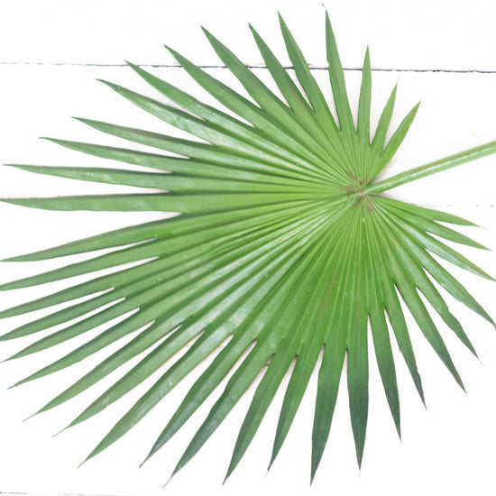 Fan Palm Spray 44"L