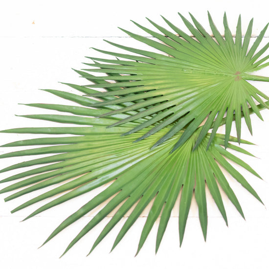 Fan Palm Spray 44"L