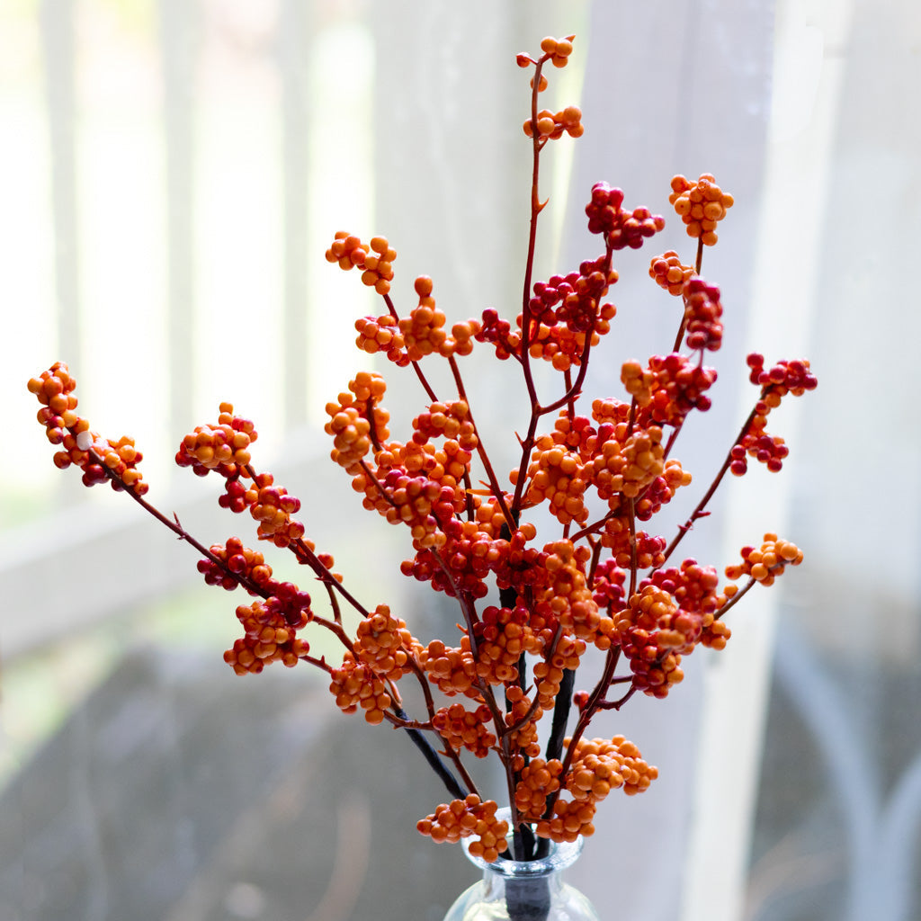 Orange Berry Bouquet Bush