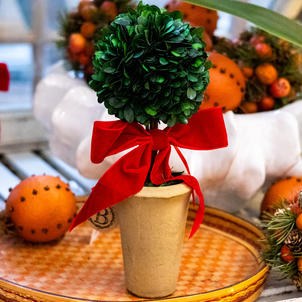 Dried Boxwood Tree with Red Bow in Terracotta Pot