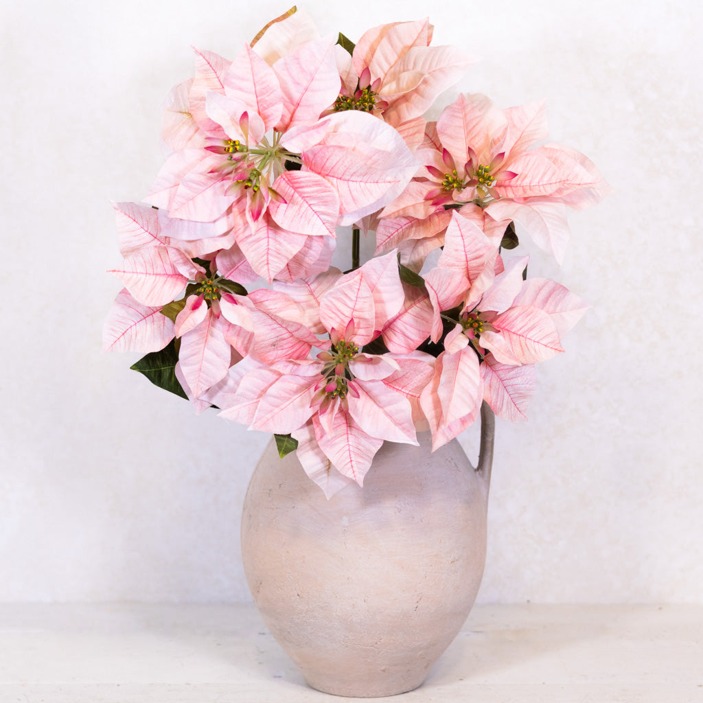 Pink Poinsettia Bush Weather Resistant