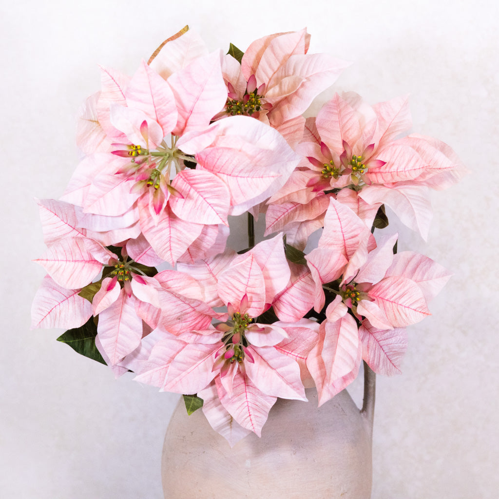 Pink Poinsettia Bush Weather Resistant