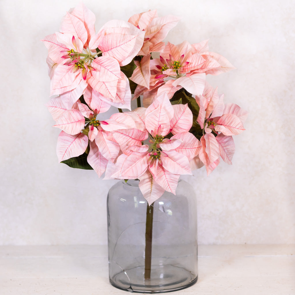 Pink Poinsettia Bush Weather Resistant