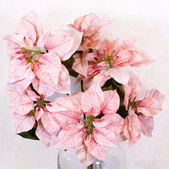 Pink Poinsettia Bush Weather Resistant