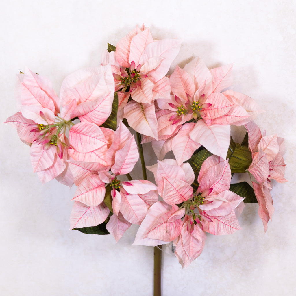 Pink Poinsettia Bush Weather Resistant