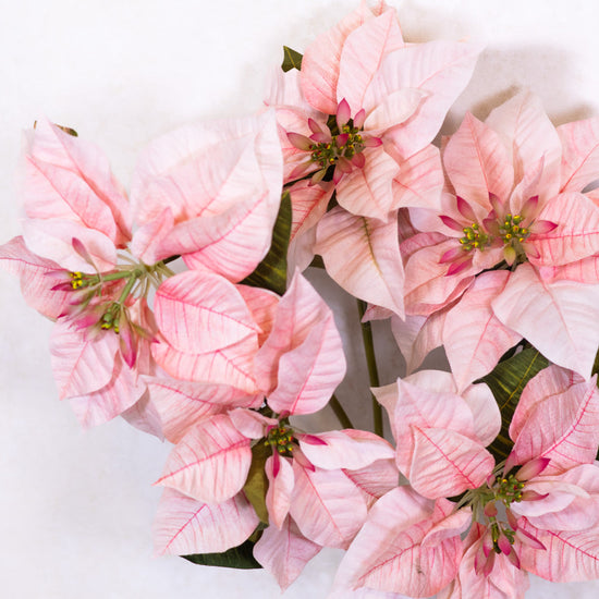 Pink Poinsettia Bush Weather Resistant