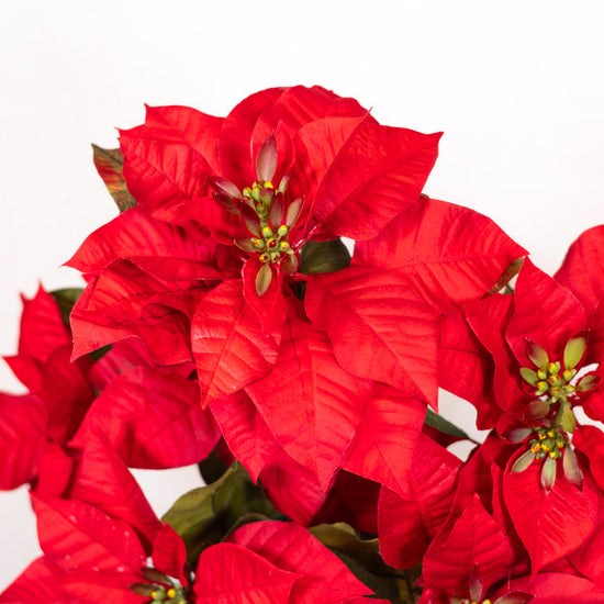 Red Poinsettia Bush